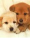 Puppies72608.jpg