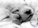 dogs_2.jpg